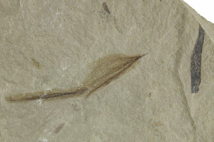 Detailed Fossil Feather - Green River Formation, Utah #356566